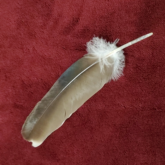 FOUND -- BIG Feather 11½ inch BEAUTIFUL Pheasant Bird Odd Decor Nature Outside - Picture 4 of 12